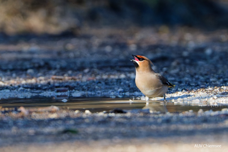 Seidenschwanz beim Trinken
Mit einem Klick! zur Fotogeschichte mit weiteren Bildern
Strandbad Feldwies/ Februar 2024 / Foto: Thomas Alberer
AktNatBeo-240233-ta-17-Strandbad_uebersee-Seidenschwanz-Februar-24.jpg