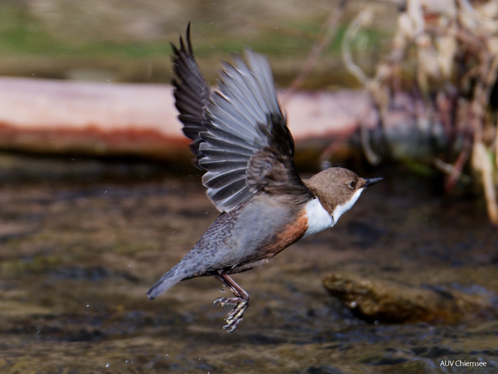 Wasseramsel