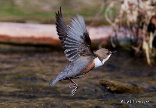 Wasseramsel
