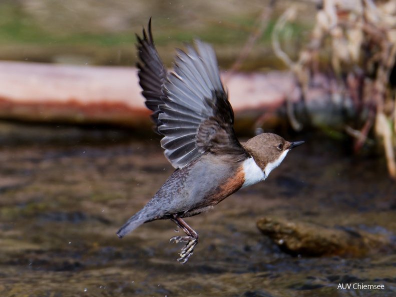 Wasseramsel