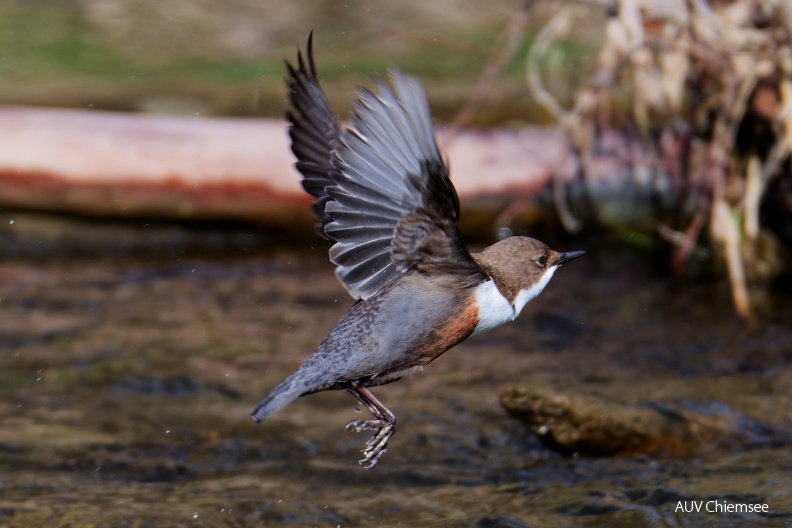 AktNatBeo-240233-ta-37-an-der-Prien-Wasseramsel-Februar-24.jpg