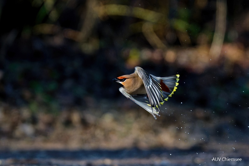 Seidenschwanz
Mit einem Klick! zur Fotogeschichte mit weiteren Bildern
Strandbad Feldwies/ Februar 2024 / Foto: Thomas Alberer
AktNatBeo-240233-ta-18-Strandbad_uebersee-Seidenschwanz-Februar-24.jpg