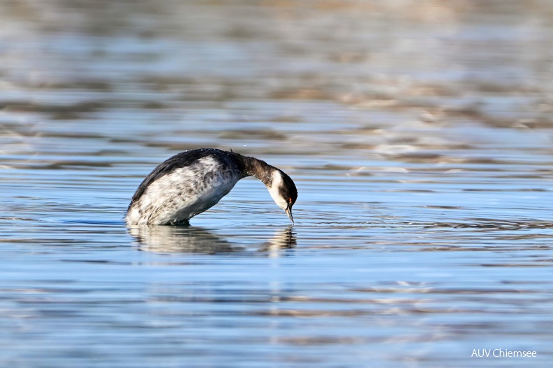 Schwarzhalstaucher
Mit einem Klick! zur Fotogeschichte mit weiteren Bildern
Strandanlage Rimsting/ Februar 2024 / Foto: Thomas Alberer
AktNatBeo-240233-ta-24-Strandbad_Weternach-Schwarzhalstaucher-Februar-24.jpg
