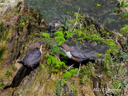 Wasseramsel