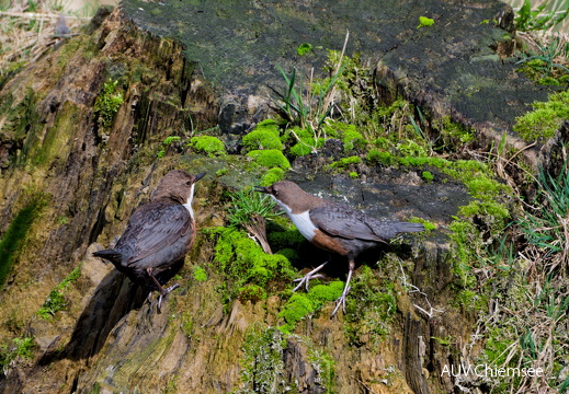 Wasseramsel