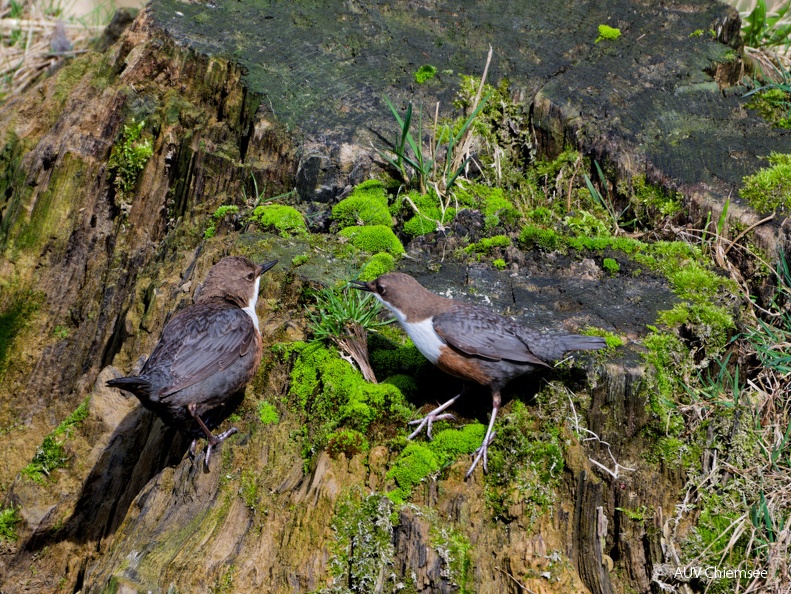 Wasseramsel