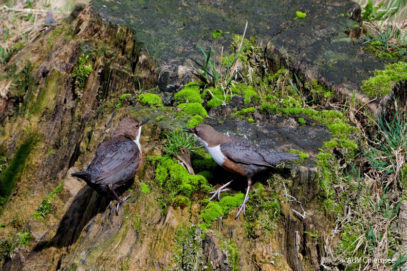 Wasseramsel
Mit einem Klick! zur Fotogeschichte mit weiteren Bildern
An der Prien/ Februar 2024 / Foto: Thomas Alberer
AktNatBeo-240233-ta-38-an-der-Prien-Wasseramsel-Februar-24.jpg