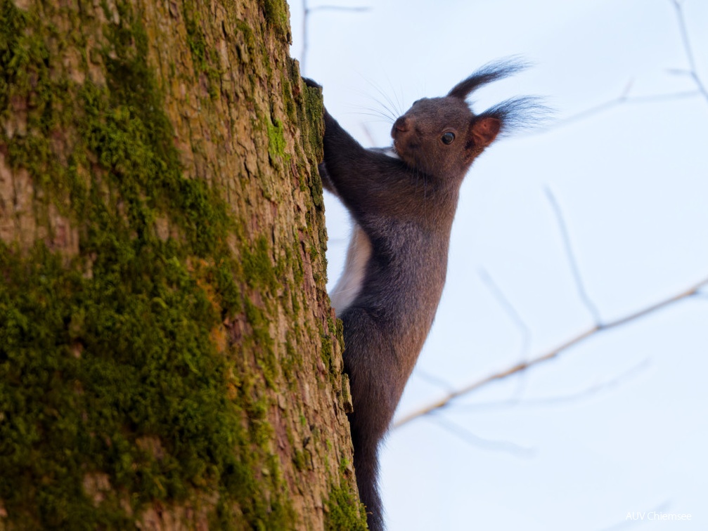 Eichhörnchen