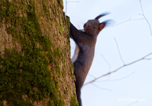 Eichhörnchen