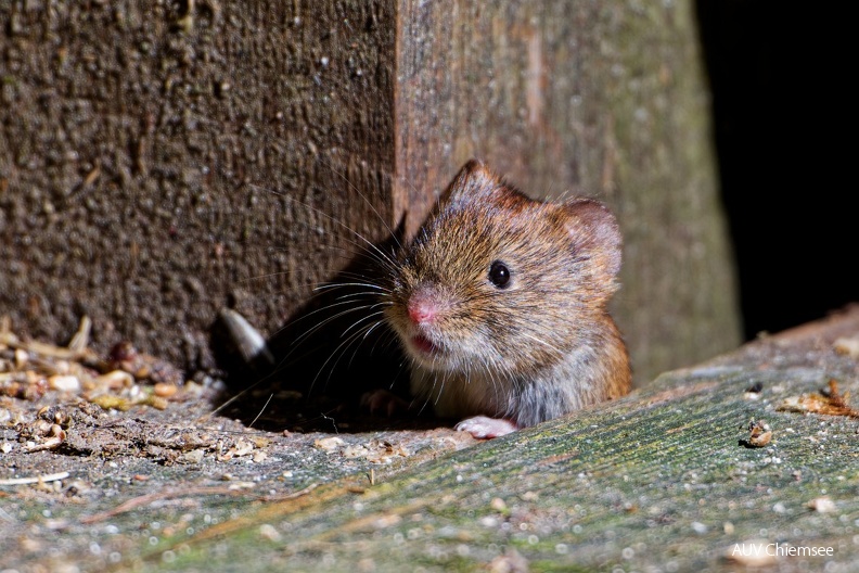 Rötelmaus
Mit einem Klick! zur Fotogeschichte mit weiteren Bildern
Grabenstätter Moos / März 2024 / Foto: Thomas Alberer
AktNatBeo-240333-ta-34-HB-Roetelmaus-Maerz-24.jpg