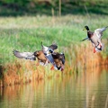 Stockenten beim "Landeanflug"