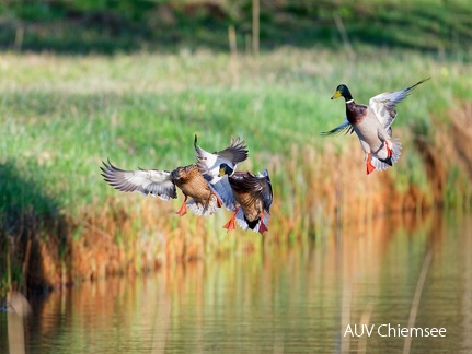 Stockenten beim "Landeanflug"