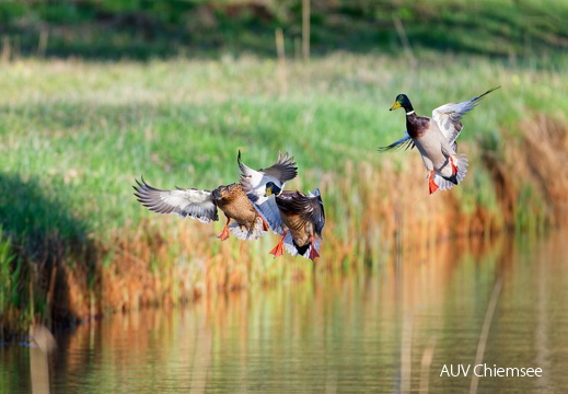Stockenten beim "Landeanflug"