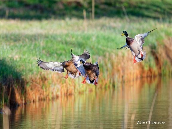 Stockenten beim "Landeanflug"