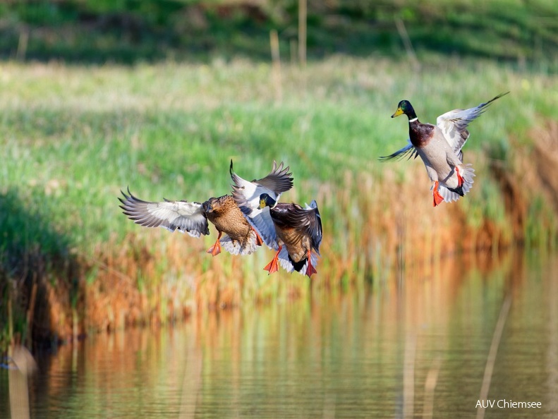 Stockenten beim "Landeanflug"