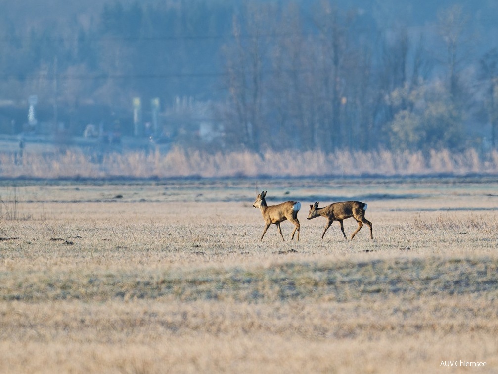 Rehe im Grabenstätter Moos