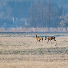 Rehe im Grabenstätter Moos