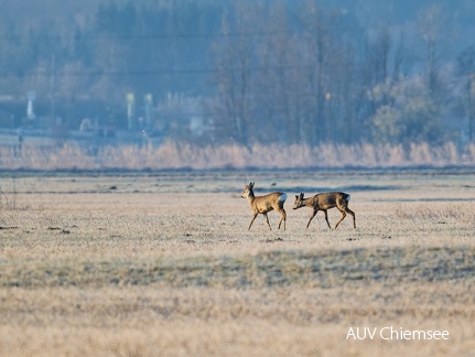 Rehe im Grabenstätter Moos