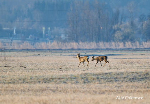 Rehe im Grabenstätter Moos