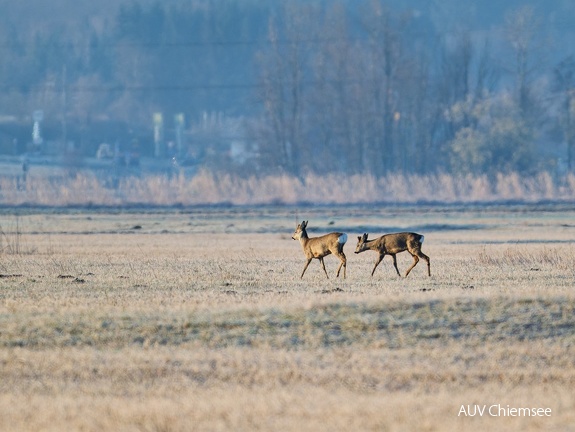 Rehe im Grabenstätter Moos