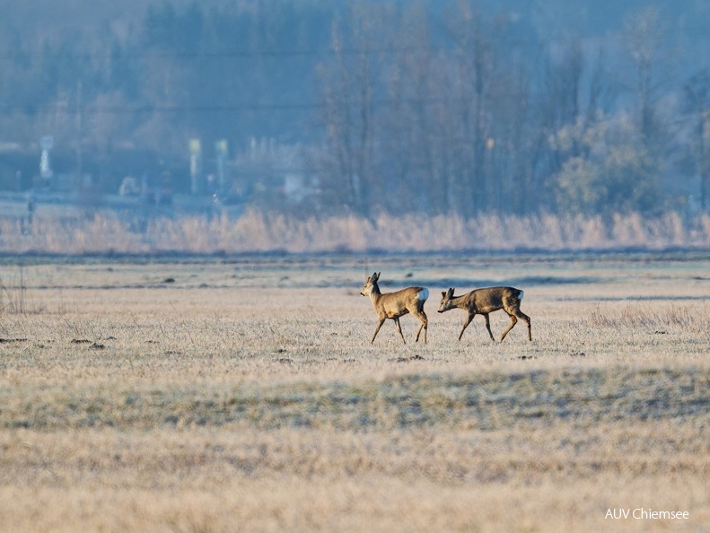 Rehe im Grabenstätter Moos