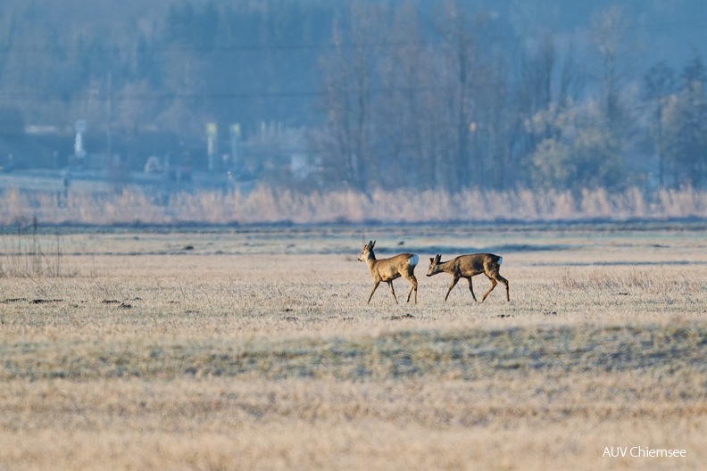 AktNatBeo-240333-ta-15-Grabenstaetter-Moos-Rehe-Maerz-24.jpg