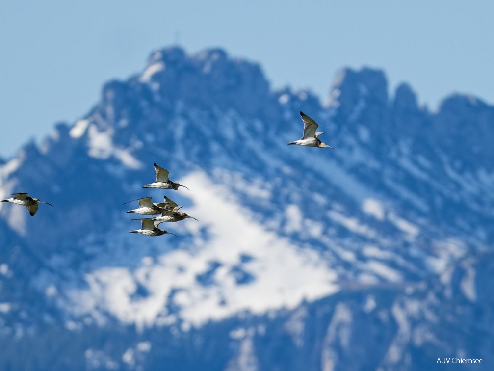 große Brachvögel vor Bergpanorama