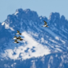 große Brachvögel vor Bergbanorama