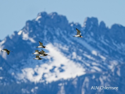 große Brachvögel vor Bergbanorama