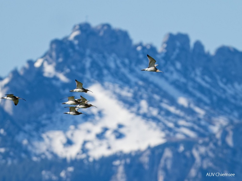 große Brachvögel vor Bergbanorama