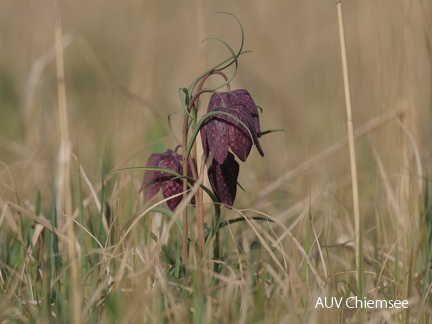 Schachbrettblume