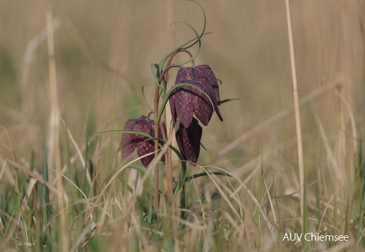 Schachbrettblume