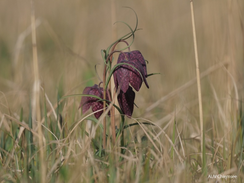 AktNatBeo-240406-ja-04-Schachbrettblume-Image75944.jpg