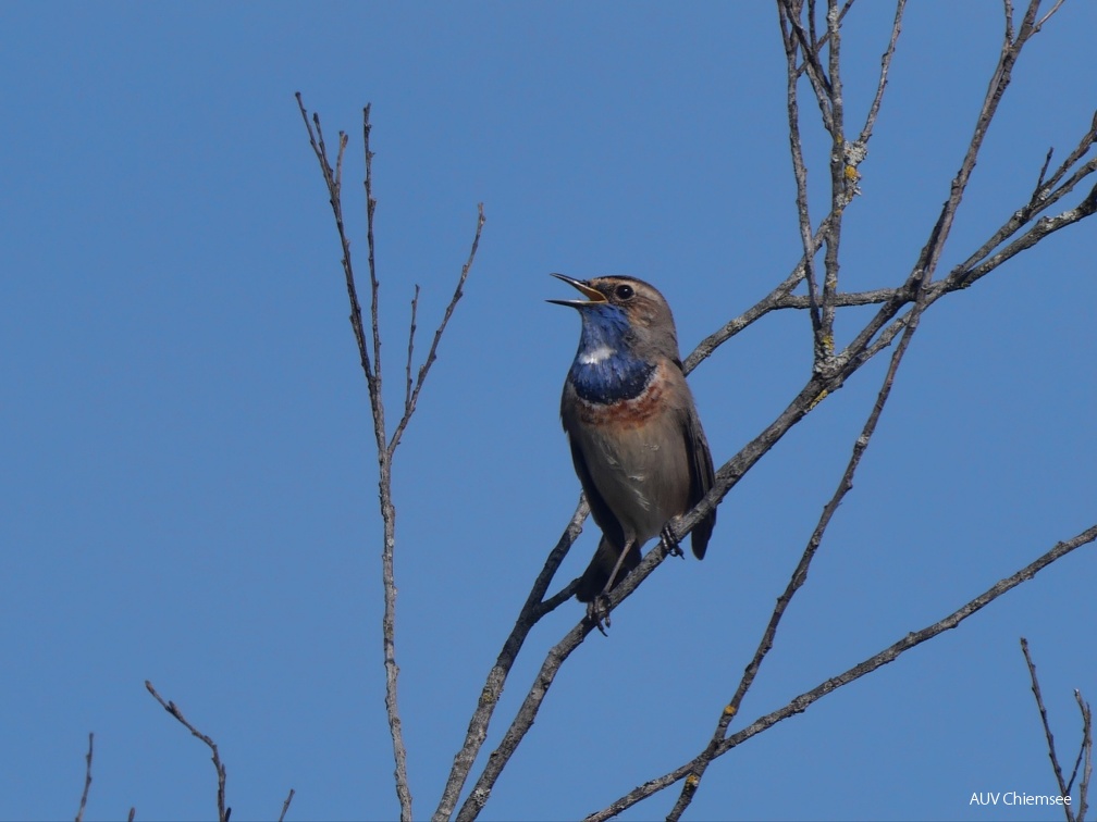 Blaukehlchen