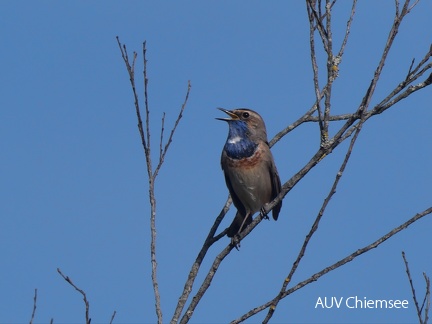 Blaukehlchen