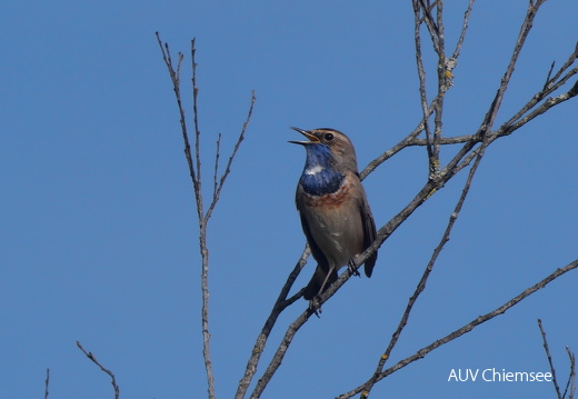 Blaukehlchen