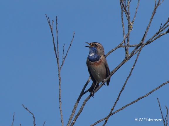 Blaukehlchen