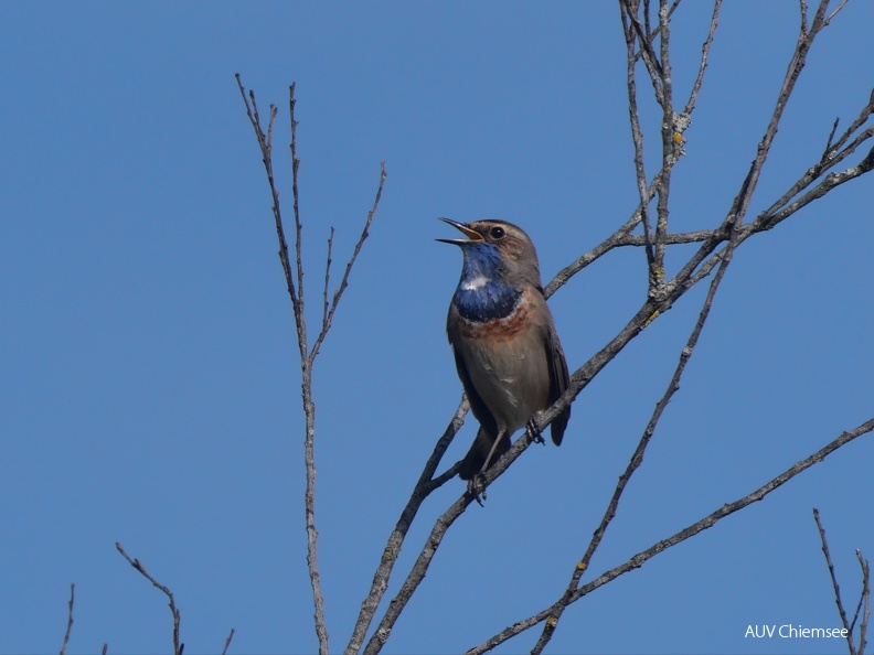 Blaukehlchen