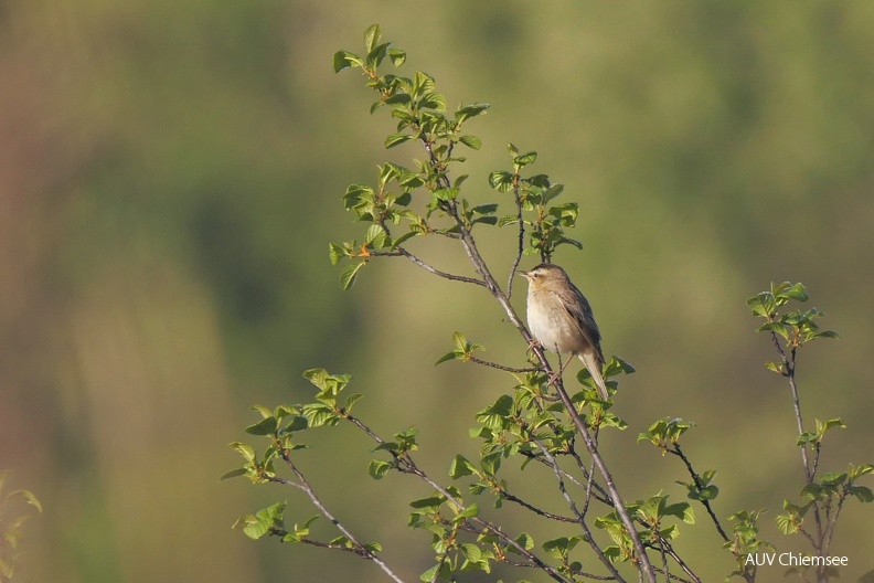 AktNatBeo-240426-ja-06-Schilfrohrsaenger-bearb.jpg