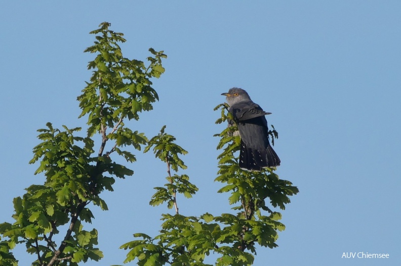 AktNatBeo-240426-ja-14-Kuckuck-beschn.jpg