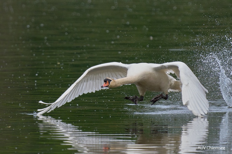 Höckerschwan
Mit einem Klick! zur Fotogeschichte mit weiteren Bildern
Beobachtungsturm Hirschauer Bucht /2.05.2024 / Foto: Alexander Kraus
AktNatBeo-240502-ka-05-Hoeckerschwan-2-1500pix.jpg