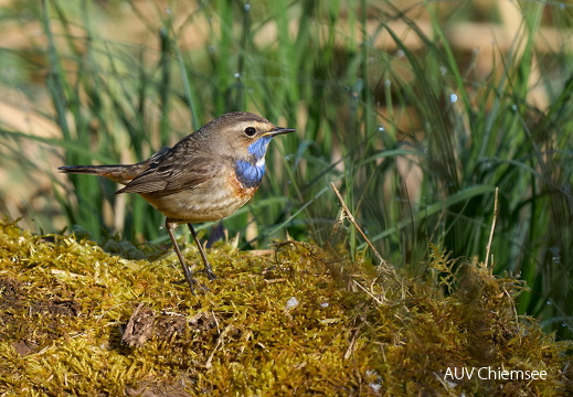 Blaukehlchen