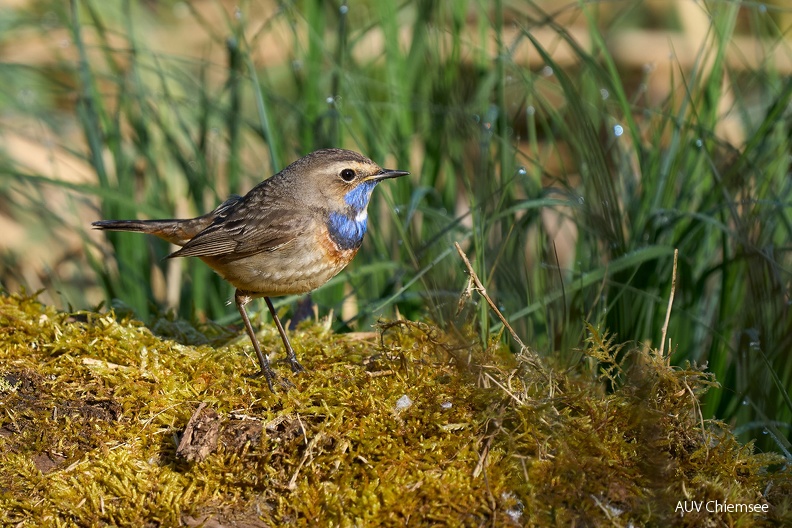 Blaukehlchen
Mit einem Klick! zur Fotogeschichte mit weiteren Bildern
Beobachtungsturm Hirschauer Bucht /27.04.2024 / Foto: Alexander Kraus
AktNatBeo-240427-ka-Blaukehlchen-3-1500pix.jpg