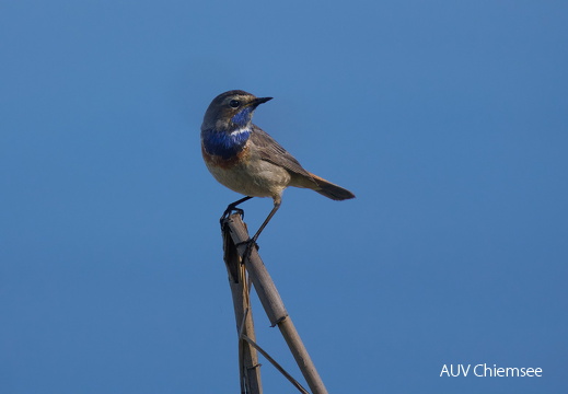 Blaukehlchen