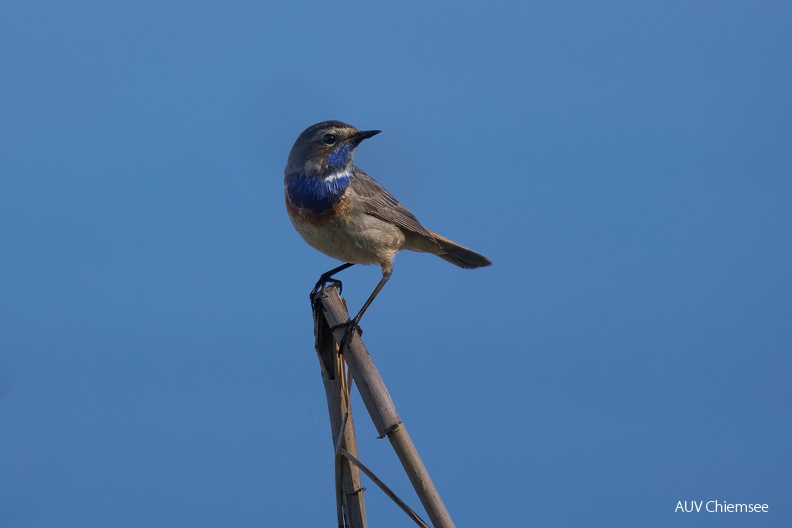 Blaukehlchen
Mit einem Klick! zur Fotogeschichte mit weiteren Bildern
Beobachtungsturm Hirschauer Bucht /27.04.2024 / Foto: Alexander Kraus
AktNatBeo-240427-ka-Blaukehlchen-4-1500pix.jpg