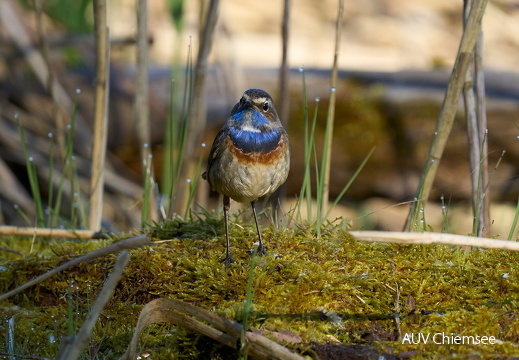 Blaukehlchen
