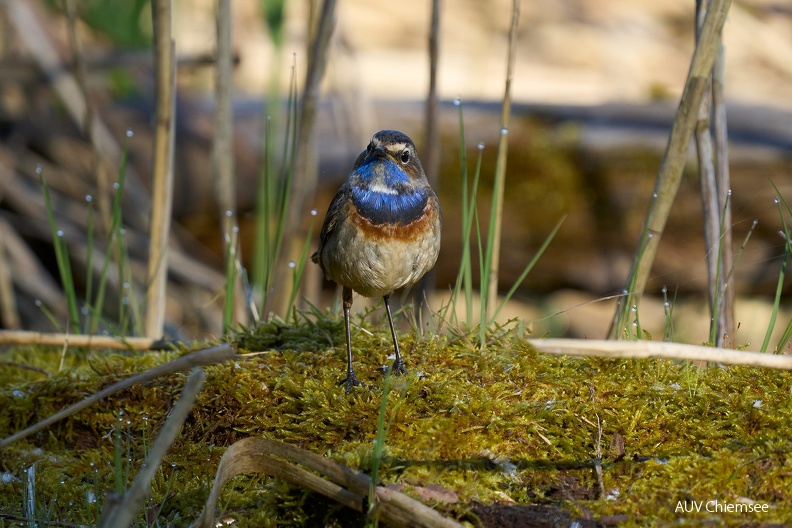 Blaukehlchen
Mit einem Klick! zur Fotogeschichte mit weiteren Bildern
Beobachtungsturm Hirschauer Bucht /27.04.2024 / Foto: Alexander Kraus
AktNatBeo-240427-ka-Blaukehlchen-5-1500pix.jpg