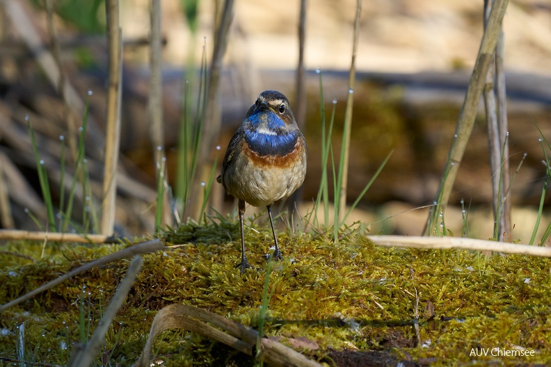 AktNatBeo-240427-ka-Blaukehlchen-5-1500pix.jpg