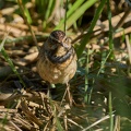 Blaukehlchen - Weibchen