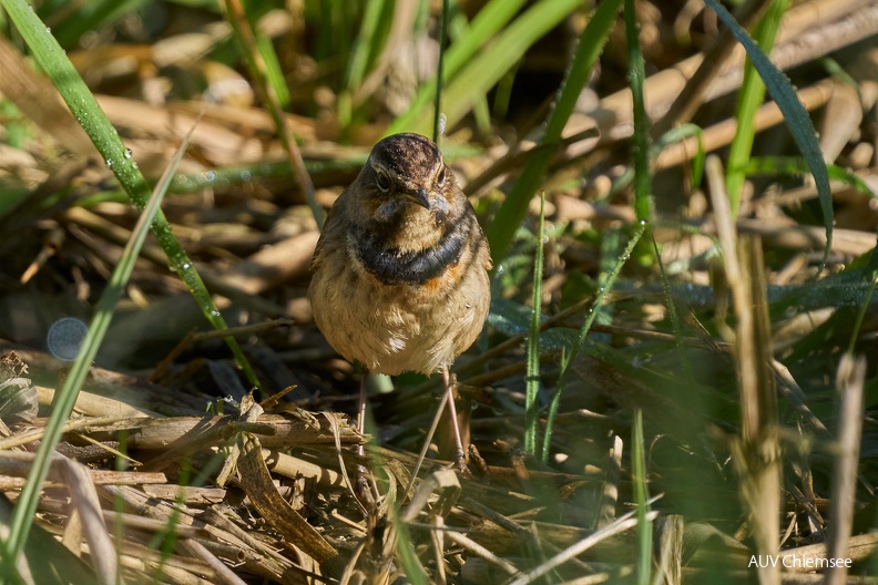 Blaukehlchen - Weibchen
Mit einem Klick! zur Fotogeschichte mit weiteren Bildern
Beobachtungsturm Hirschauer Bucht /27.04.2024 / Foto: Alexander Kraus
AktNatBeo-240427-ka-Blaukehlchen-Weibchen-1500pix.jpg